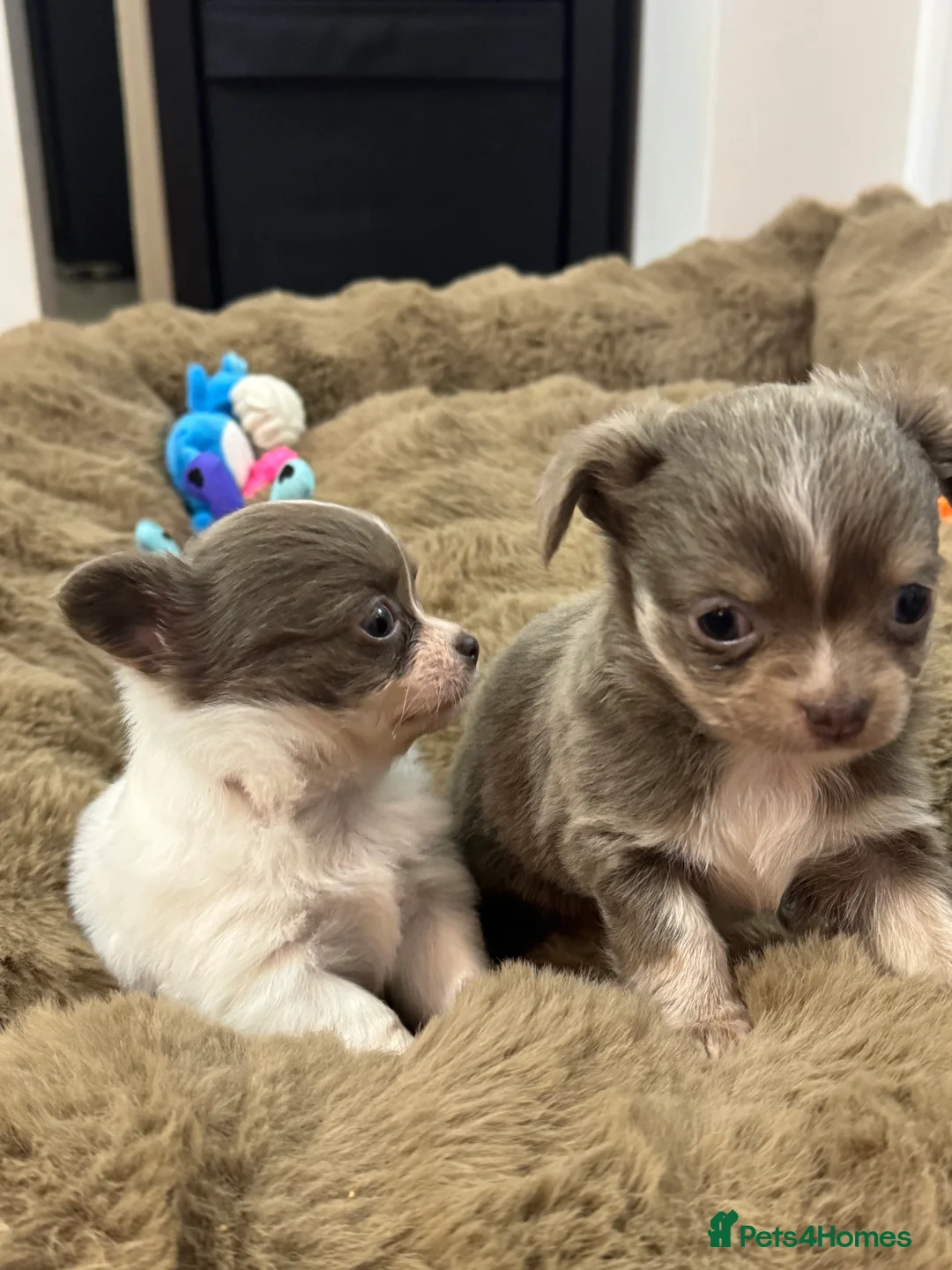 Chihuahua dogs for sale: Stunning Long Haired Chihuahuas - Advert 6