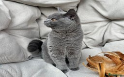 British Shorthair cats for sale: British Shorthair Chunky kittens - Image 16