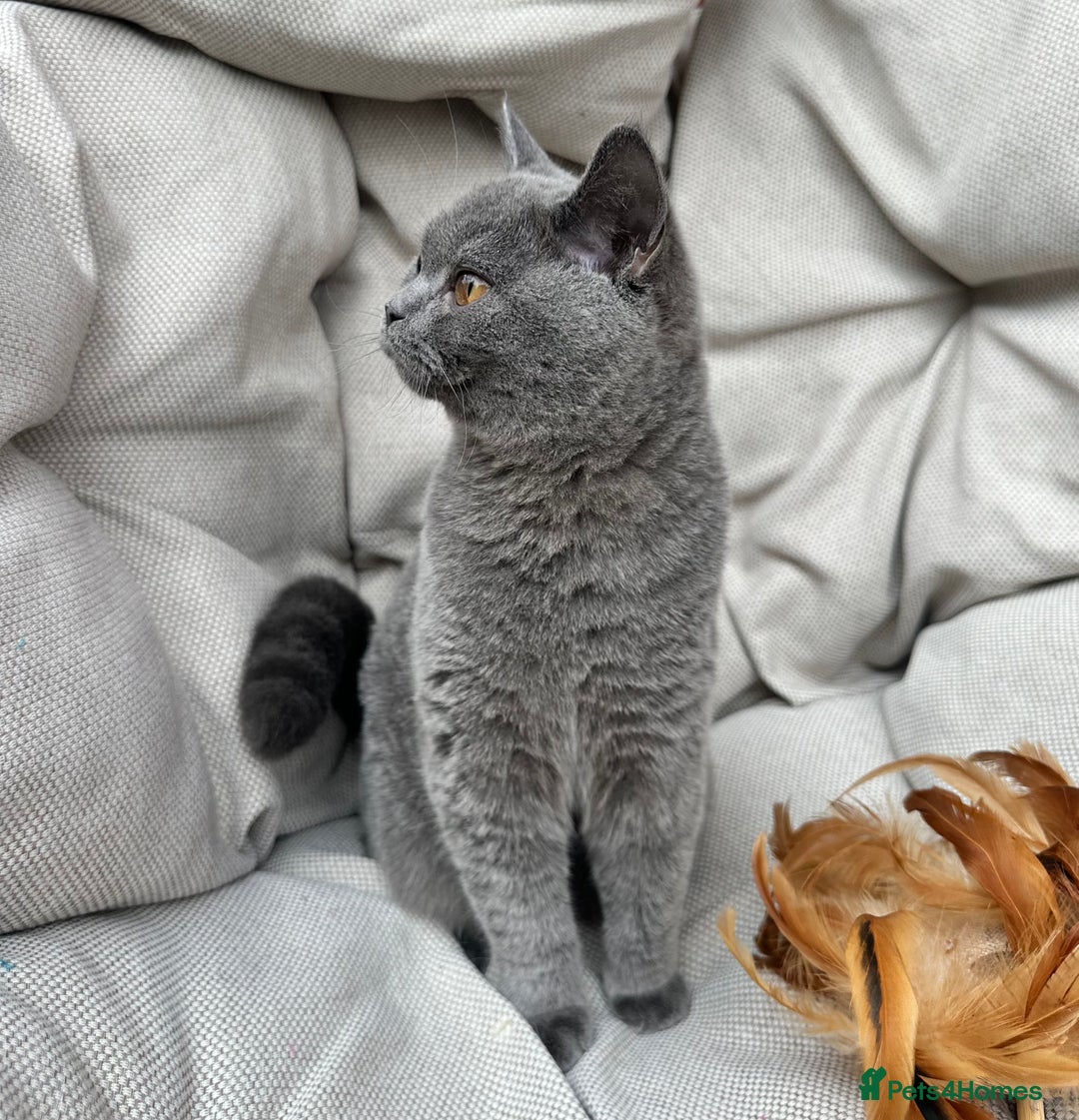 British Shorthair cats for sale: British Shorthair Chunky kittens - Image 16