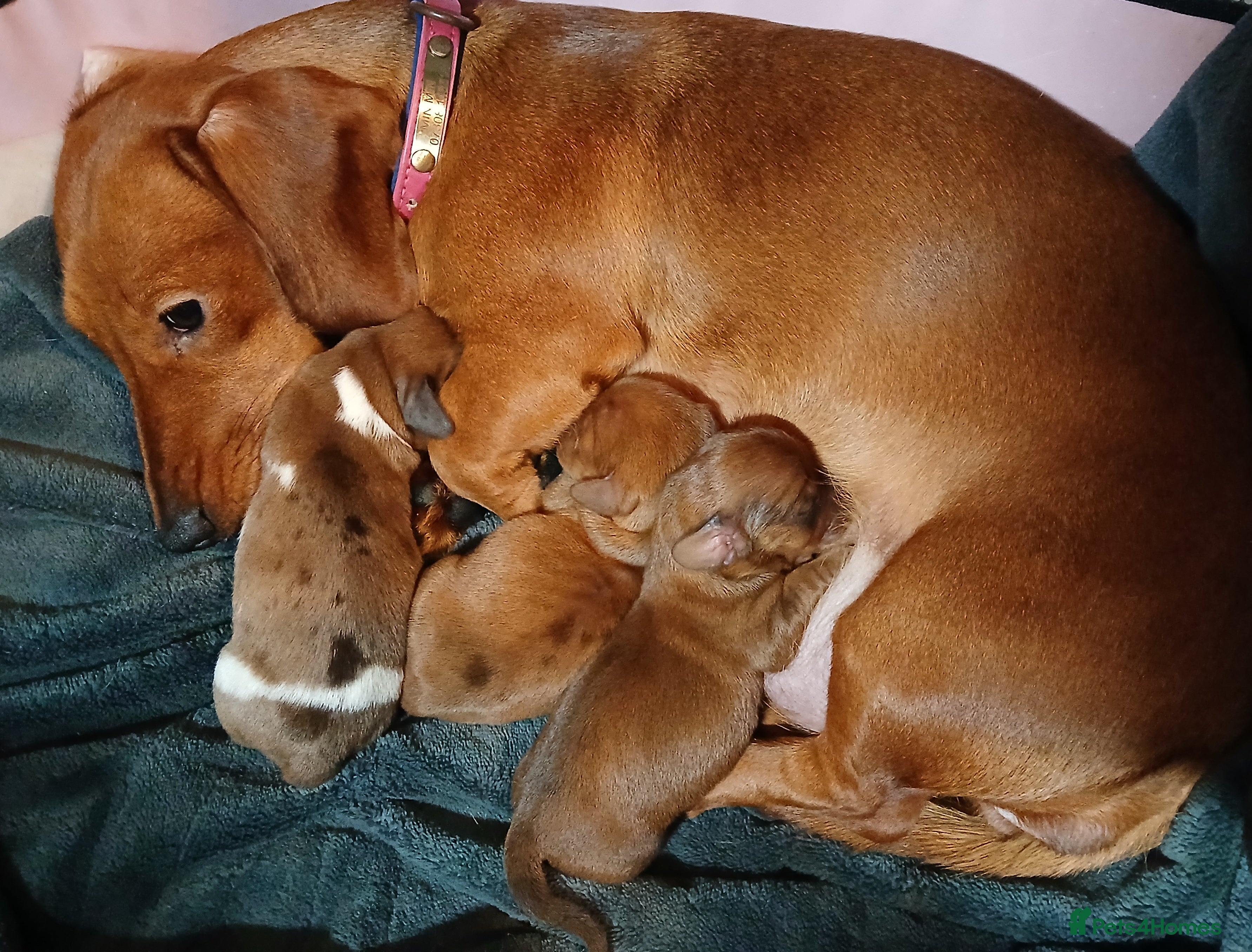 Miniature Dachshund dogs Brand new litter min daxies - Advert 3