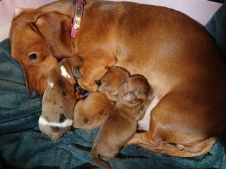 Miniature Dachshund dogs Brand new litter min daxies - Advert 3