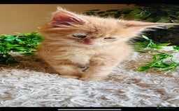 Maine Coon cats for sale: Beautiful GCCF Maine Coon kittens - Advert 17
