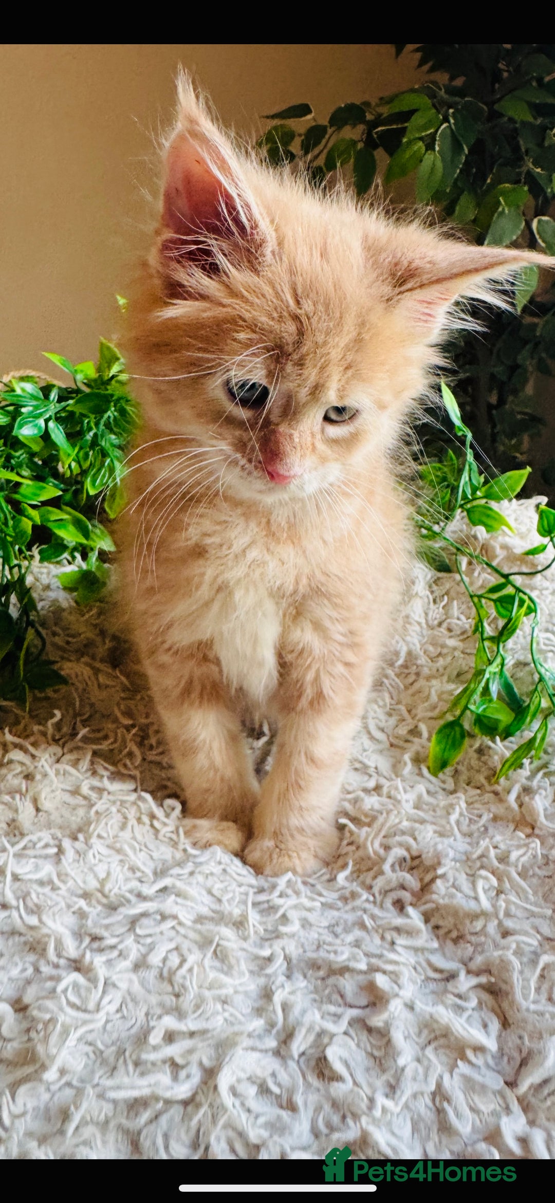 Maine Coon cats for sale: Beautiful GCCF Maine Coon kittens - Advert 17