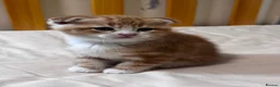 Scottish Fold cats for sale: Scottish Fold & Straight Kittens 🐾 - Advert 14