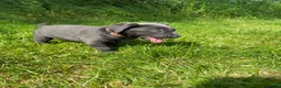 Labrador Retriever dogs for sale: RARE Stunning Silver & Charcoal Labrador Boy pups - Advert 5