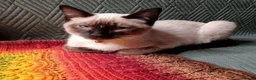 Mixed Breed cats for sale: Wonderful blue-eyed little ones. - Advert 14