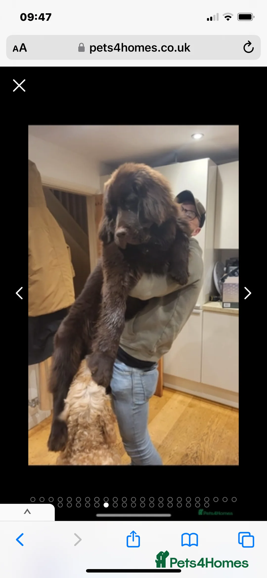 Newfoundland dogs for stud: KC REGISTERED NEWFOUNDLAND STUD HEALTH TESTED  in Basildon - Advert 12