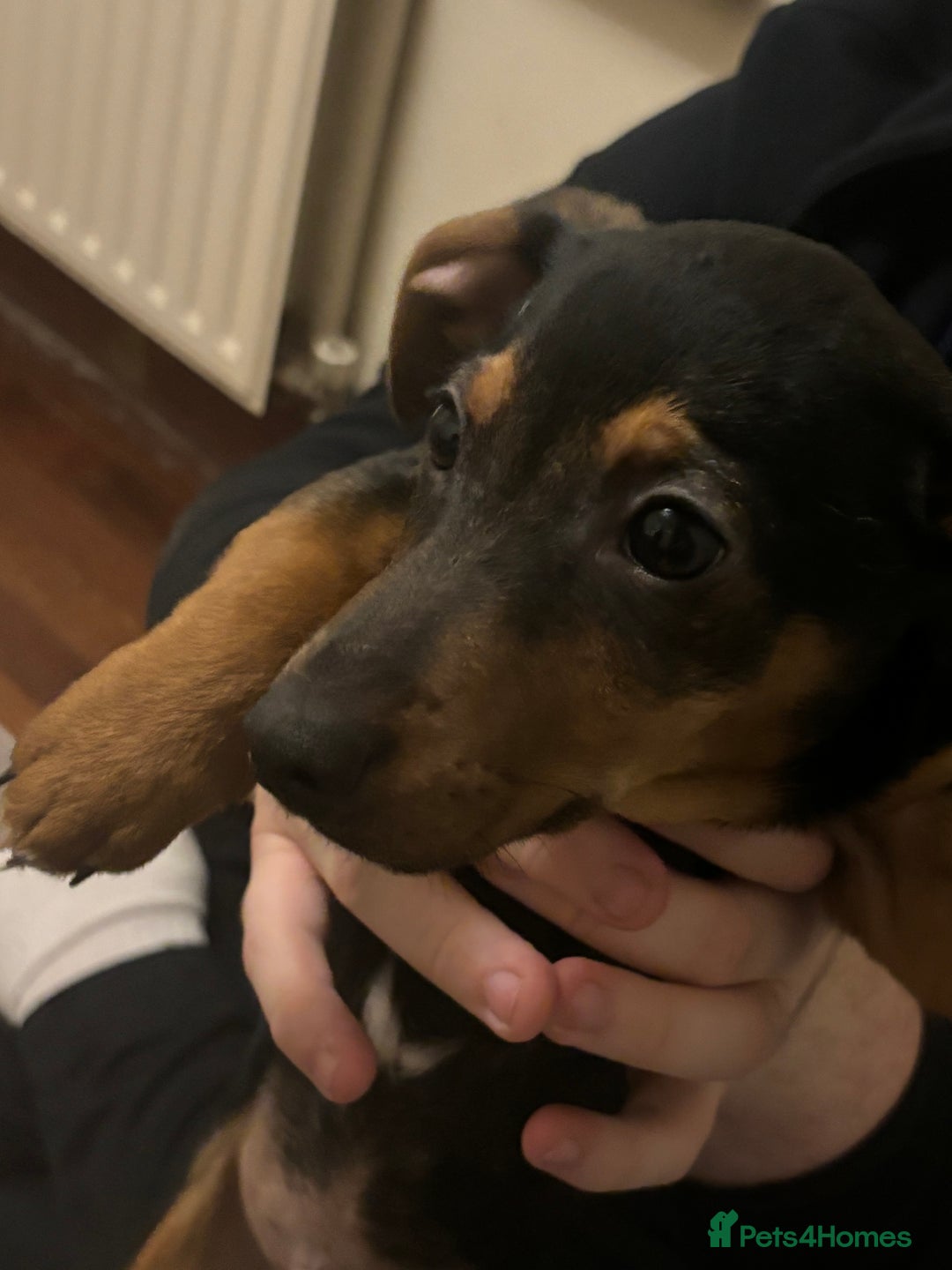Mixed Breed dogs for sale: Beautiful Dachshund X Jack Russel Male - Advert 2