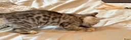 Bengal cats for sale: Tempest Bengal TICA registered kittens  - Advert 16
