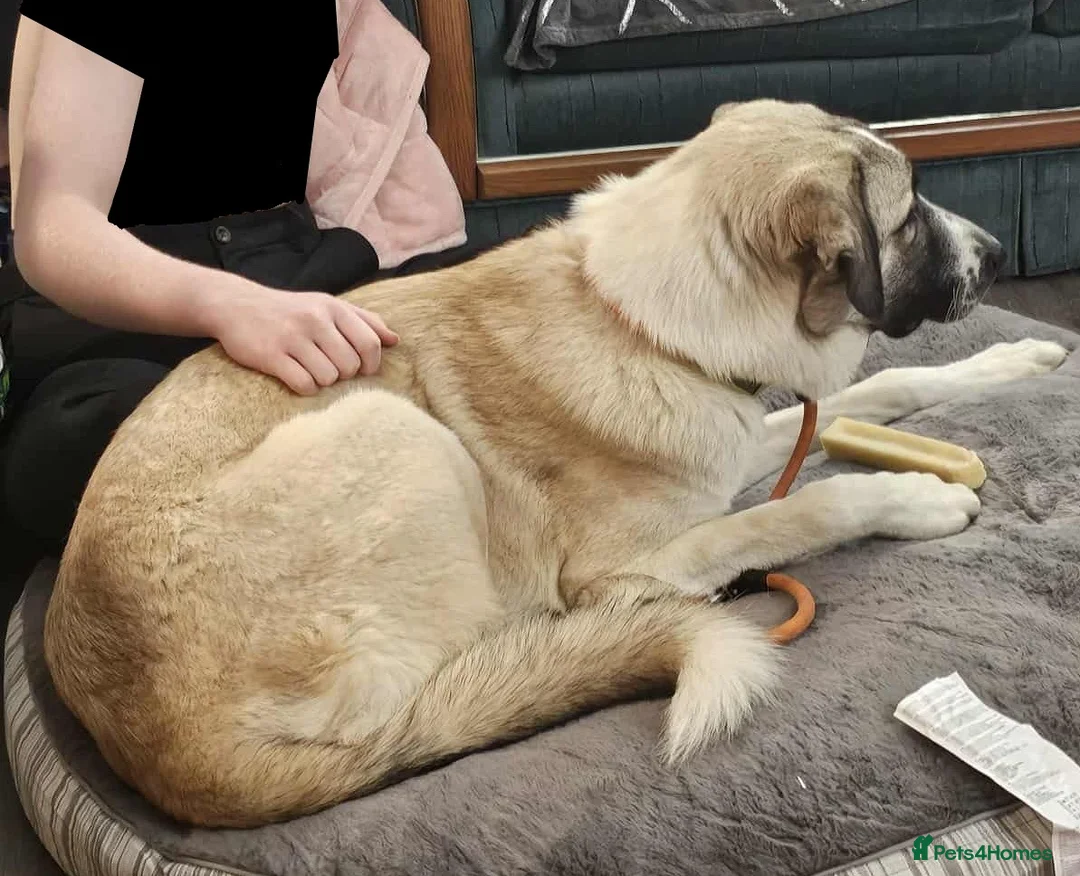 Mixed Breed dogs for adoption: Sadie - 1 Year Old, Anatolian Shepherd Mix in Milton Keynes - Advert 12