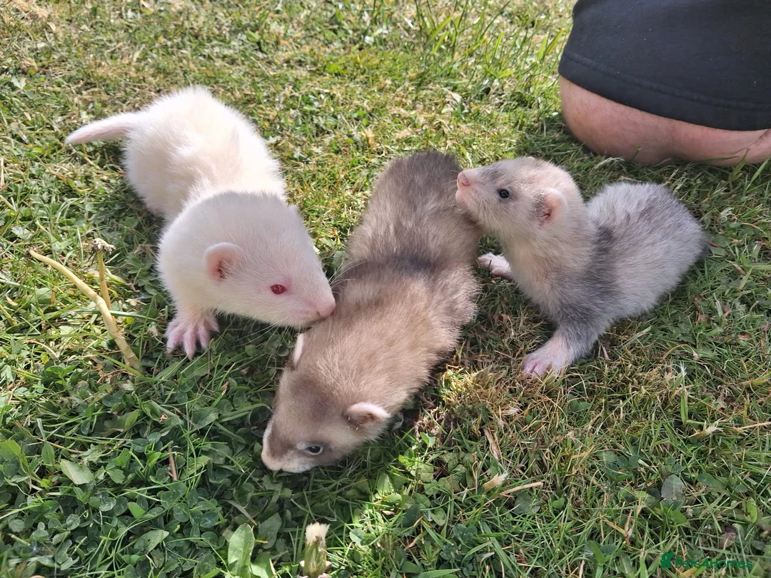 Ferret rodents for sale: Ferrets for sale - Advert 1