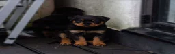 Rottweiler dogs for sale: Chunky German Rottweilers pups  - Advert 15