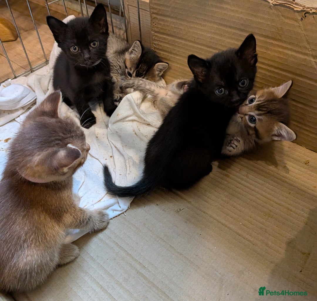 Burmese cats for sale: Burmese Cross Kittens - Image 7