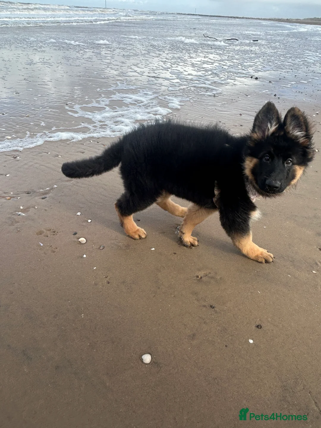 German Shepherd dogs for sale: 7 month old female GSD - Advert 9