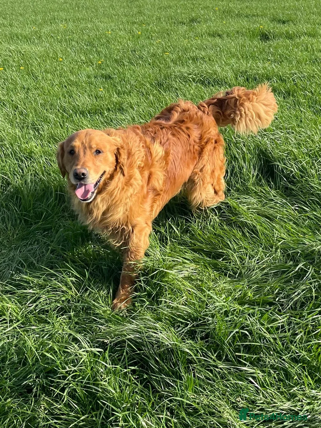 Golden Retriever dogs for stud: Harvey - KC Registered Red Golden Retriever - Advert 1