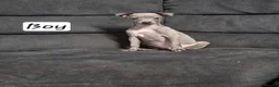Italian Greyhound dogs for sale: Italian Greyhound Puppies in Launceston - Advert 5