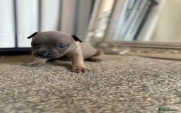 Mixed Breed dogs for sale: Frenchie x Staffy puppies  - Image 11