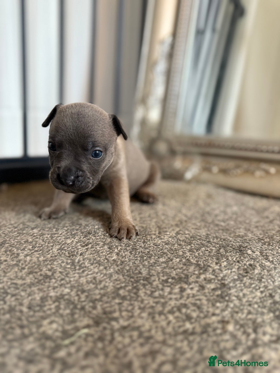 Mixed Breed dogs for sale: Frenchie x Staffy puppies  - Image 11