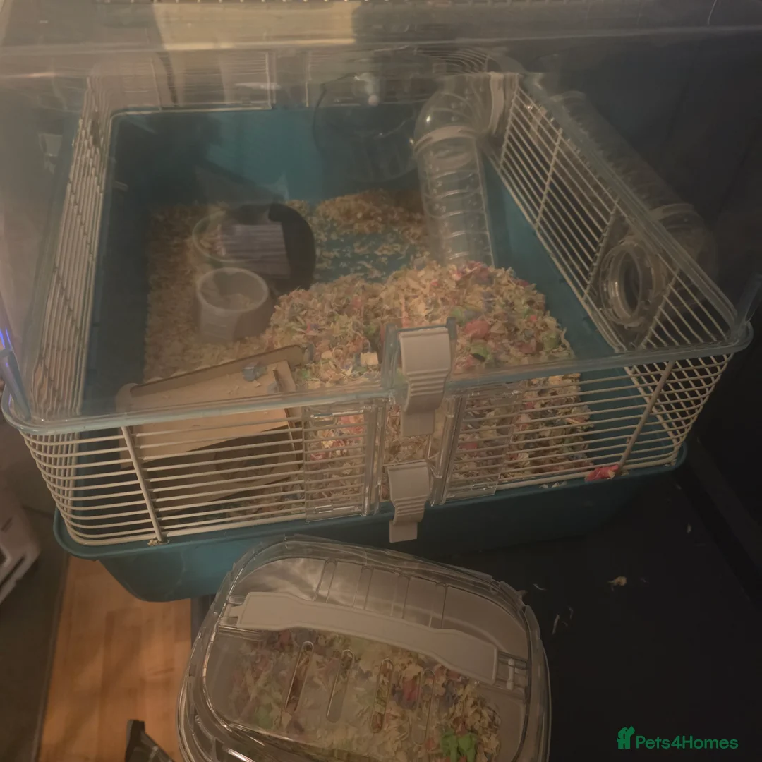 Hamster rodents for sale: Mr Nibbles (Hamster)  - Advert 2