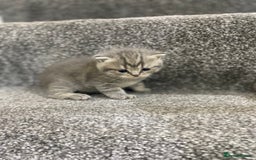 British Shorthair cats for sale: Gorgeous British shorthair kittens  - Image 16
