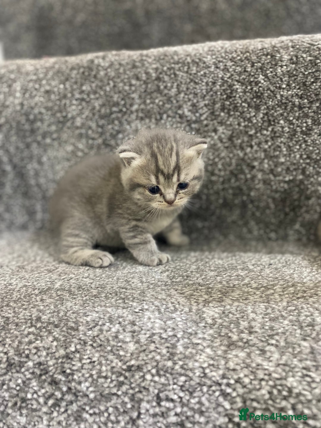 British Shorthair cats for sale: Gorgeous British shorthair kittens  - Image 16