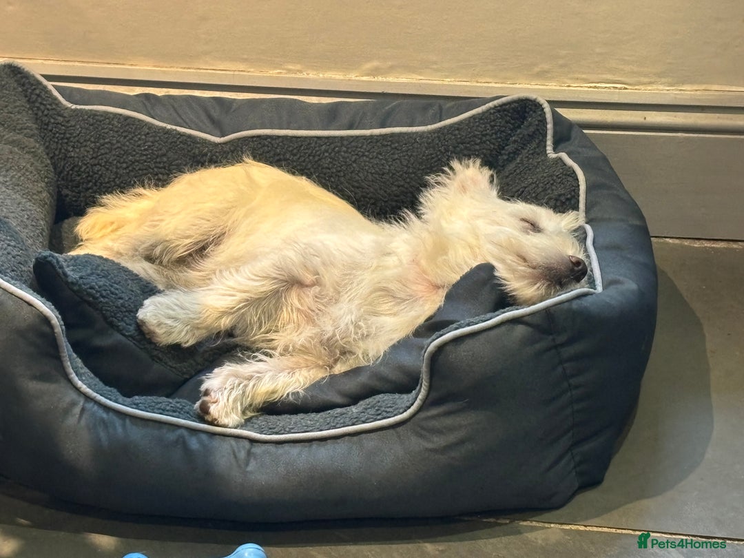 Mixed Breed dogs for sale: Westie/Cairn 5 Month old puppy - Image 4