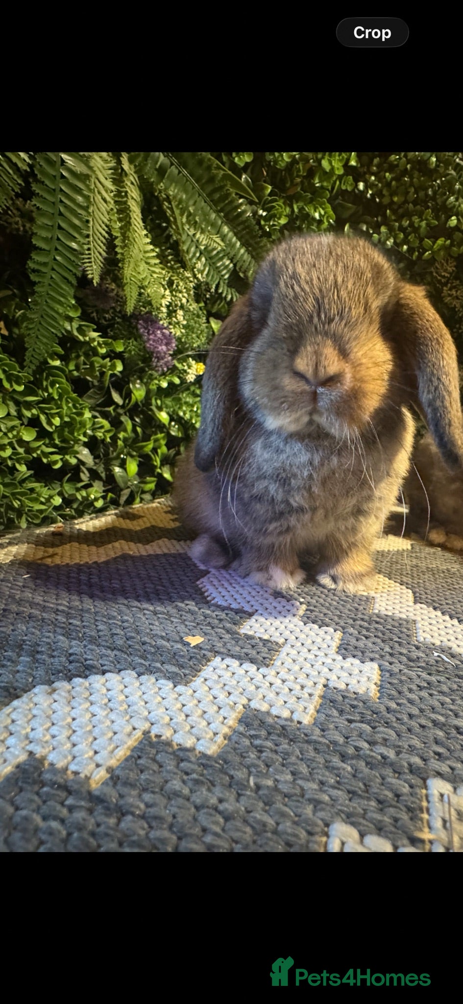 Mini Lop rabbits Mini lops boy ready to go  - Advert 4