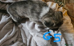 Huskita dogs for sale: Husky x akita puppys - Image 23