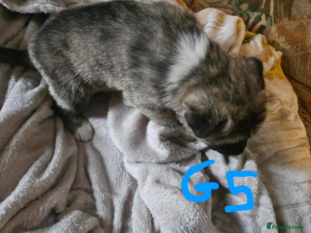 Huskita dogs for sale: Husky x akita puppys - Image 23