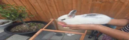 Dutch rabbits for sale: Adorable cute bunnies available, mixed gender. - Advert 6