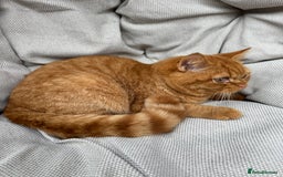 British Shorthair cats for sale: British Shorthair Chunky kittens - Image 7