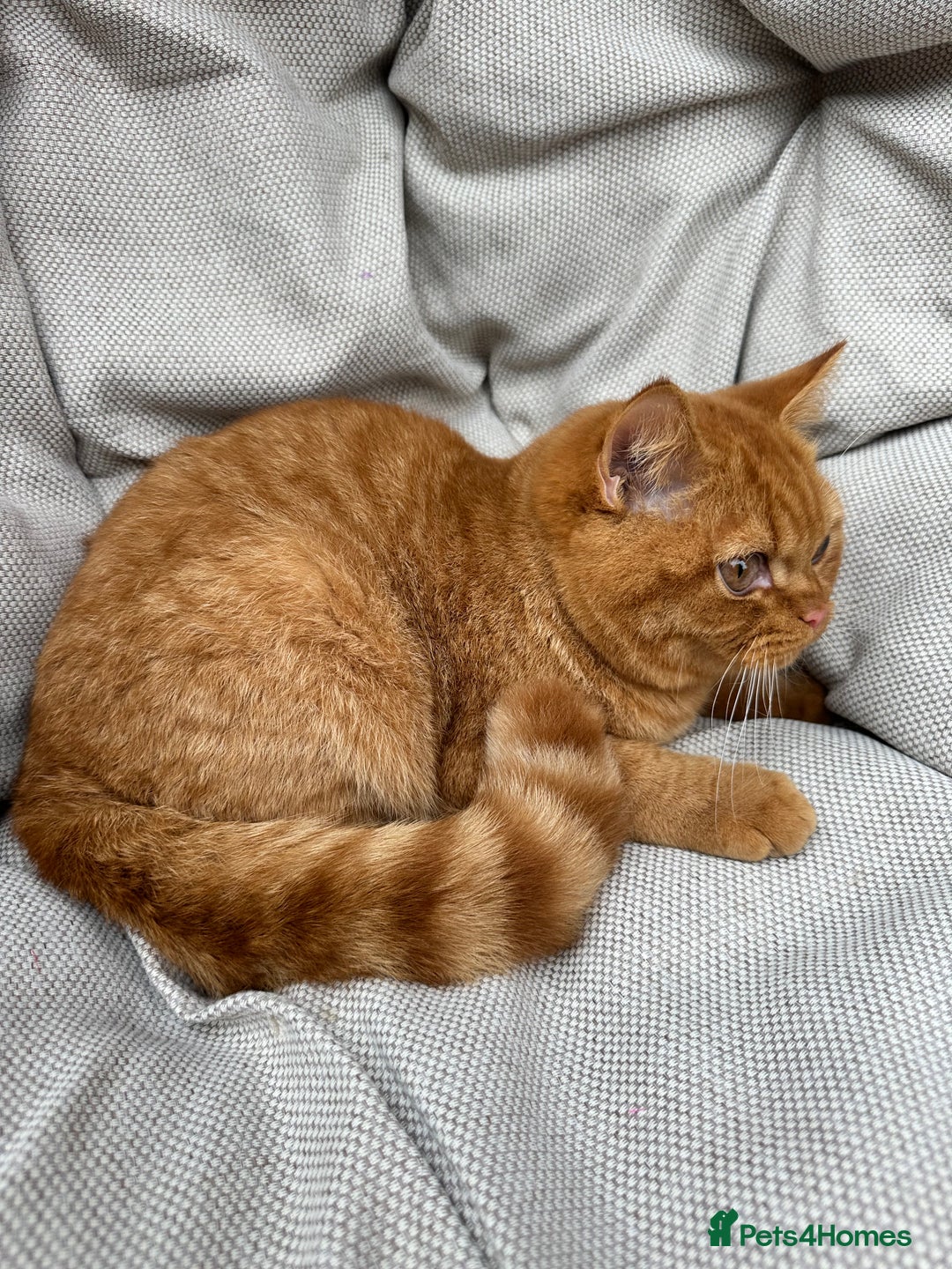 British Shorthair cats for sale: British Shorthair Chunky kittens - Image 7