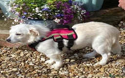 Mixed Breed dogs for adoption: Meet Eric – the sweetest little poppet - Image 2
