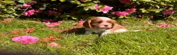 Cavalier King Charles Spaniel dogs for sale: KC reg Cavalier King Charles Spaniel Puppy  - Advert 4
