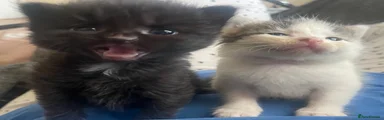 Mixed Breed 5