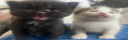 Mixed Breed cats for sale: 5 little kittens looking for there forever home - Advert 15