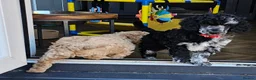 Miniature Poodle dogs for sale: 6 weeks old F1b Moyen Poodle  - Advert 10