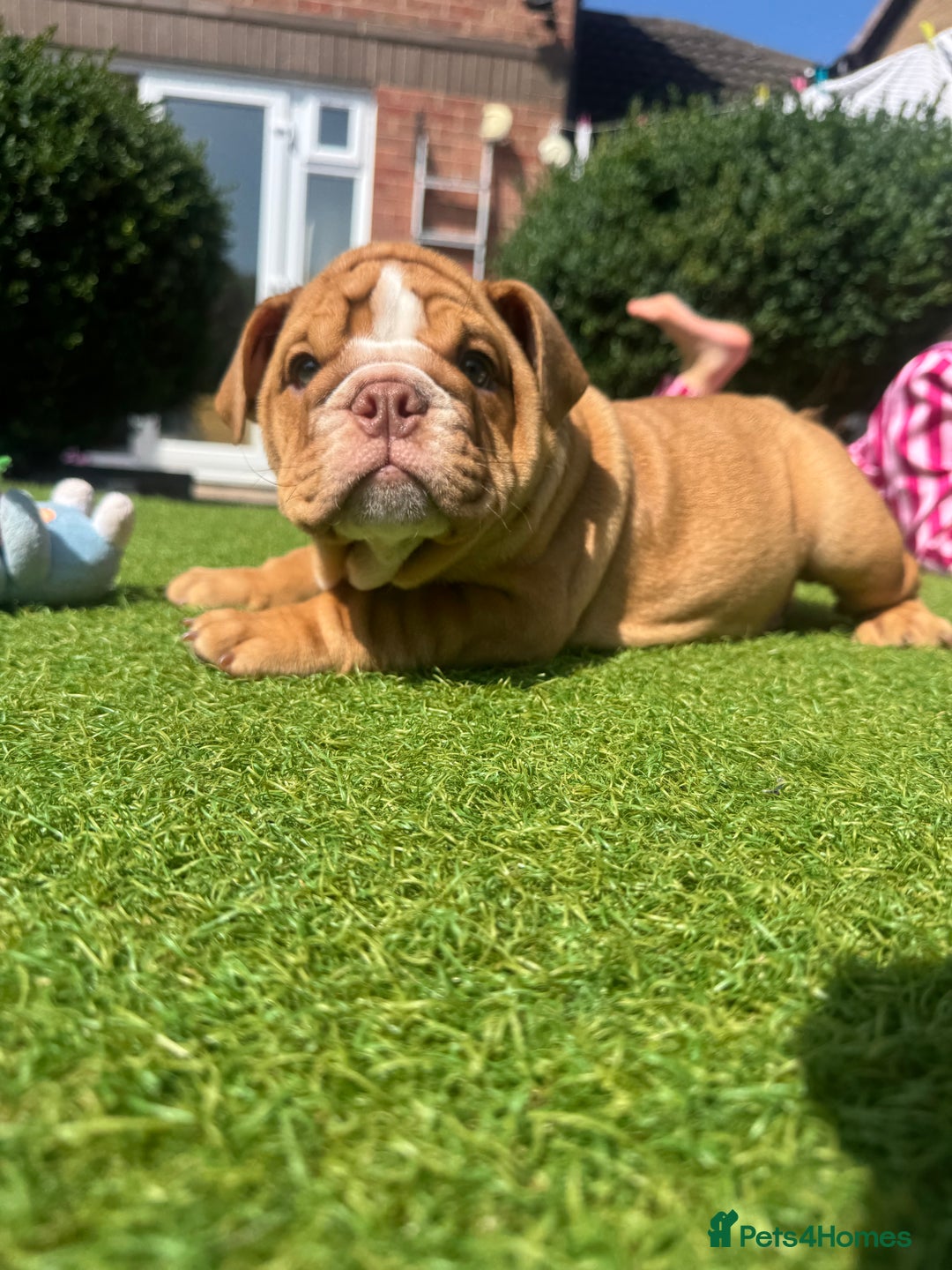 English Bulldog dogs for sale: READY TO GO Full Pedigree health tested bulldogs - Image 5
