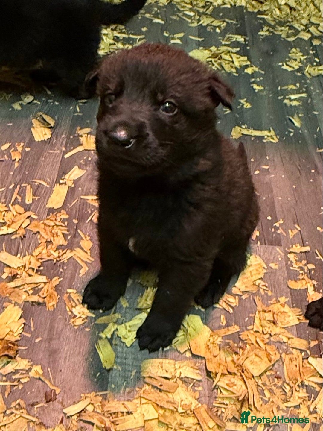 German Shepherd dogs for sale: KC Reg Working Line GSD pups. - Image 12