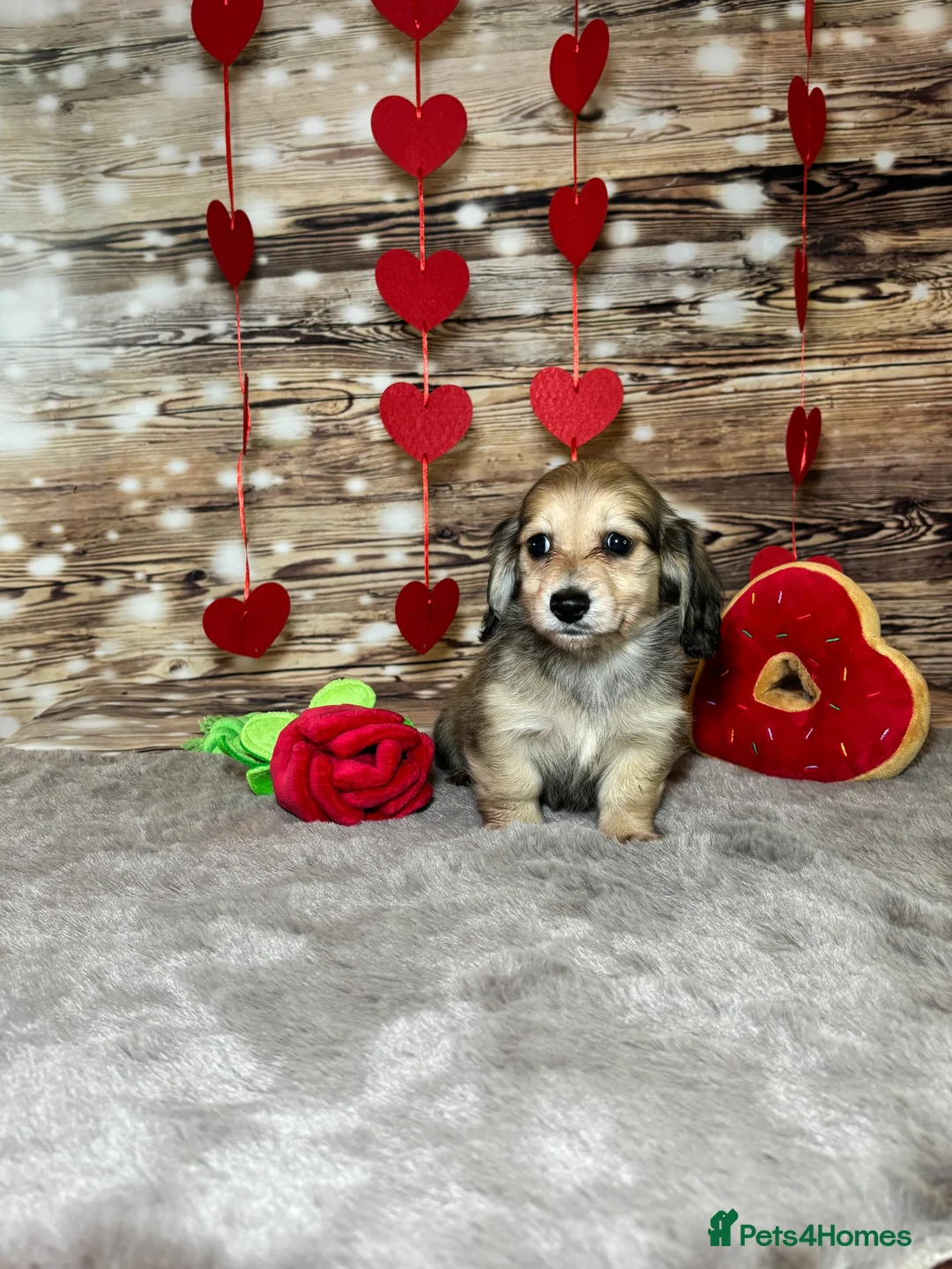 Miniature Dachshund dogs for sale: Beautiful miniature long haired dachshunds - Advert 6