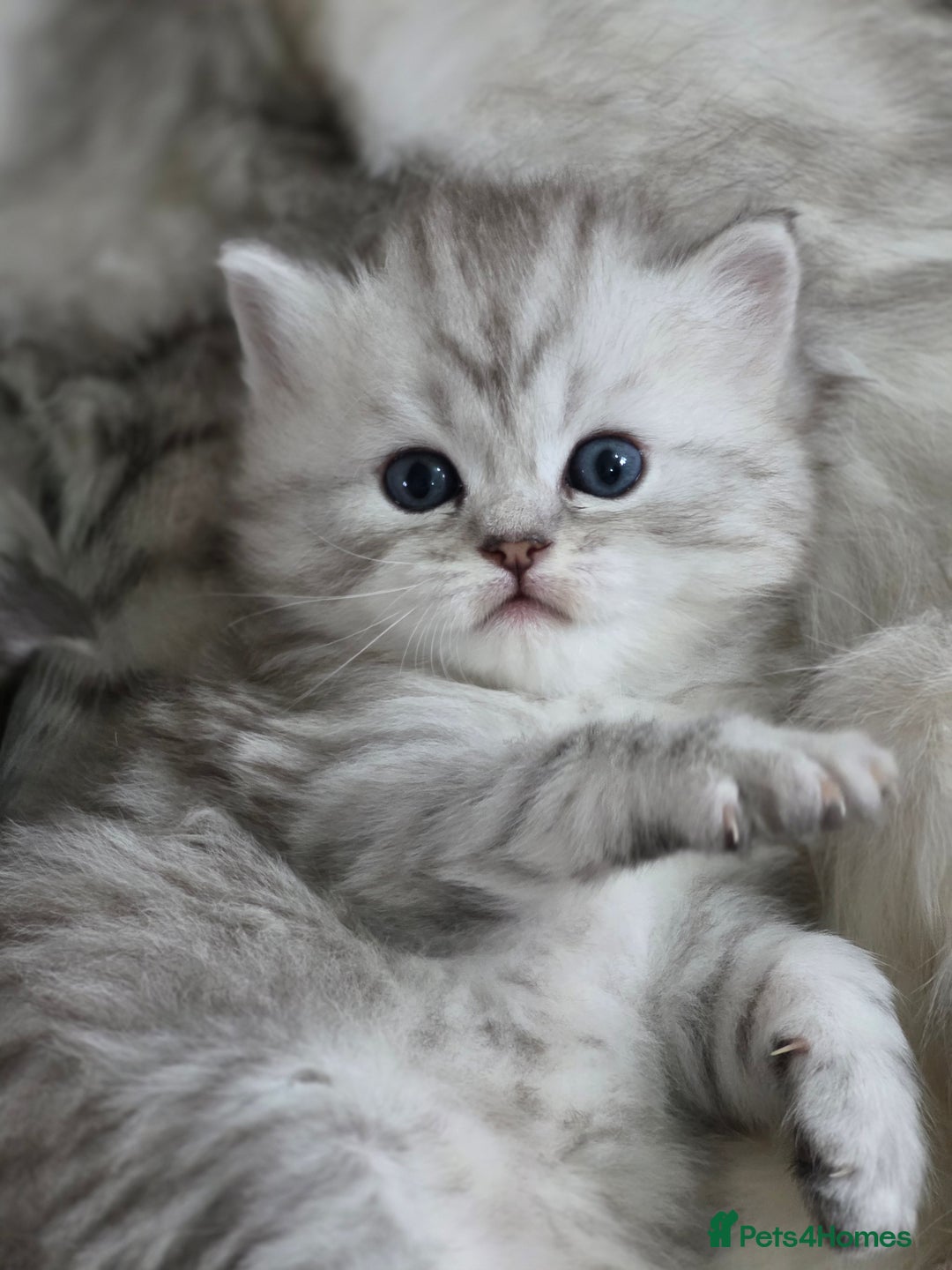 Persian cats for sale: Persian kittens  - Advert 20