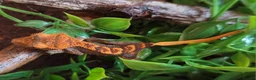 Gecko reptiles for sale: Crested Geckos hatchlings and male juveniles  - Advert 9