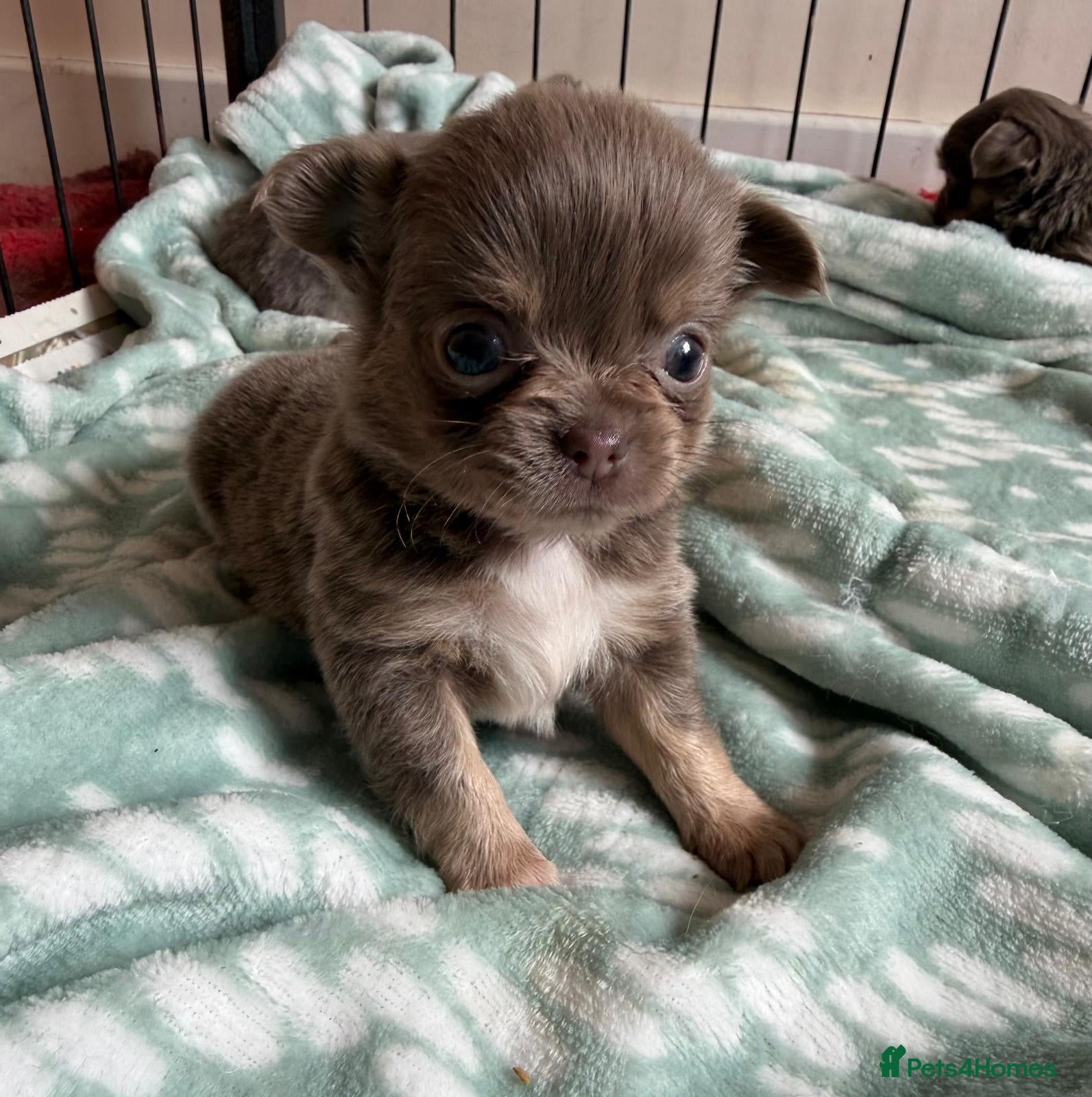 Chihuahua dogs Gorgeous lilac long coat girls and boys - Advert 1