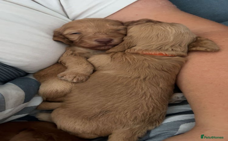 Cockapoo dogs - Advert 12