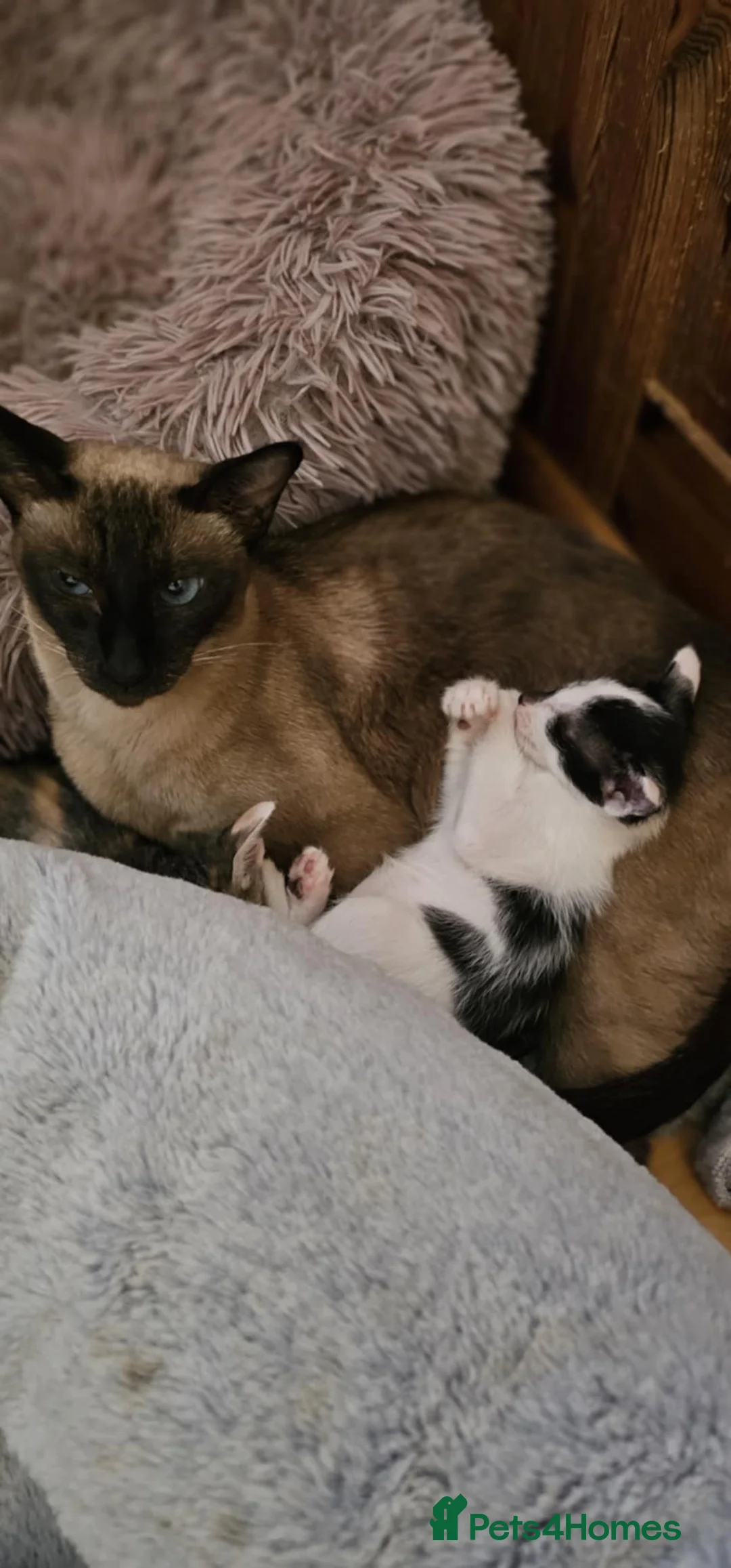 Siamese cats for sale: GCCF Seal Point Siamese Queen for Sale - Advert 3