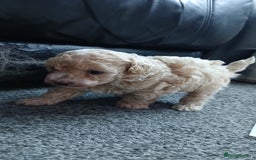 Maltipoo dogs for sale: Malitpoo  puppies  for sale in Canterbury - Image 27