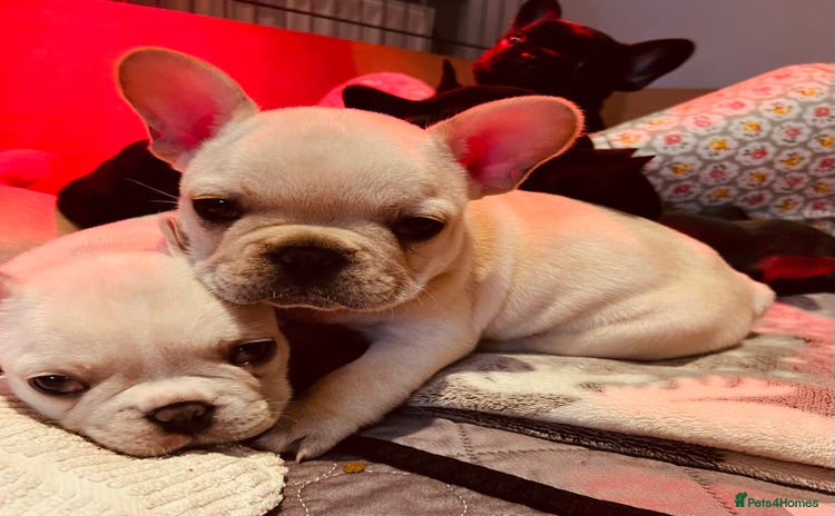 French Bulldog dogs - Advert 12