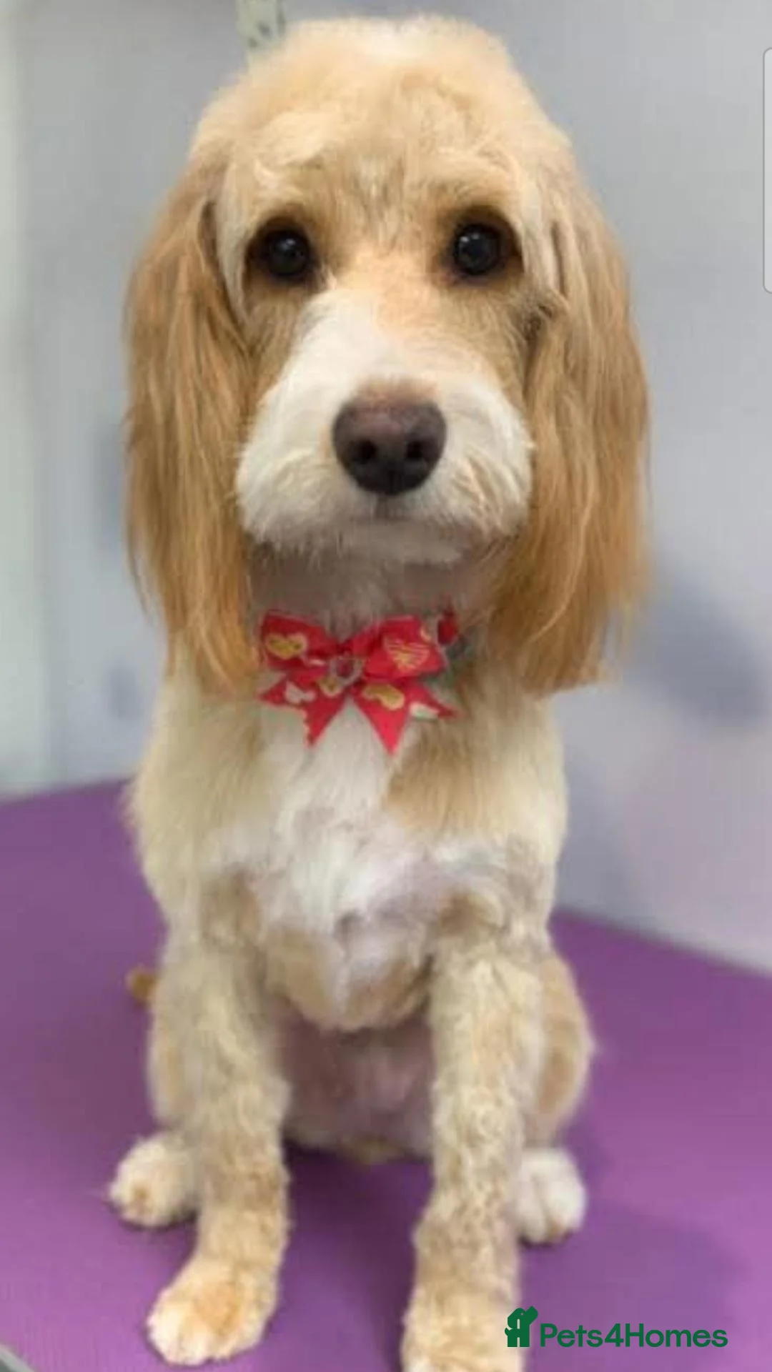 Cockapoo dogs for sale: Female Cockapoo - Advert 2