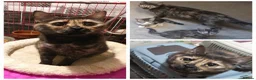 Mixed Breed cats for adoption: Pretty is longing for a loving home - Advert 1