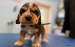 Cocker Spaniel dogs for sale: Beautiful kc registered show cocker spaniels - Image 7
